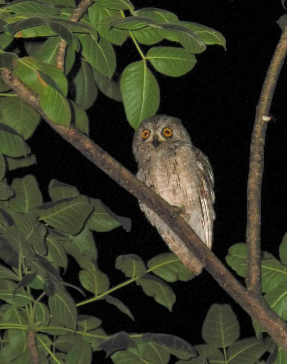 Bird conservation