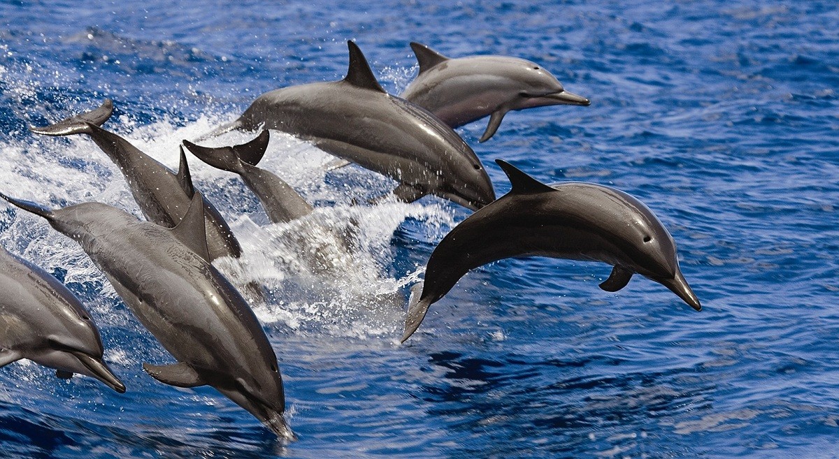 Dolphins Gulf