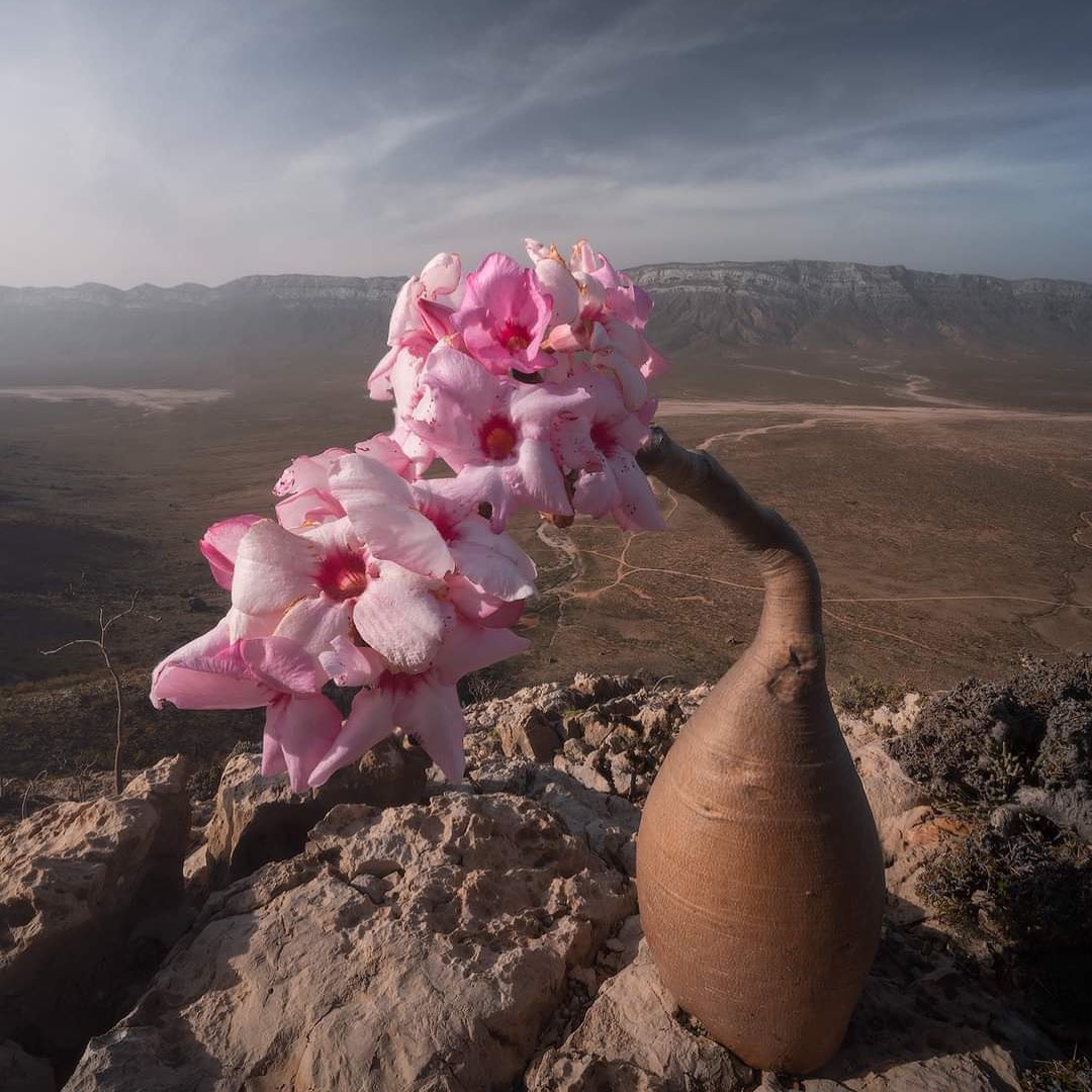 Socotra landscape